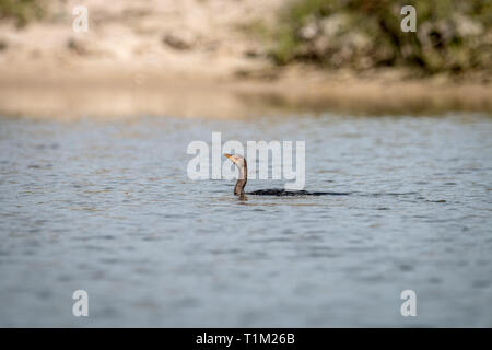 Cormorano Reed nuotando vicino alla spiaggia sulla costa Swahili, Tanzania. Foto Stock