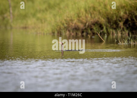 Cormorano Reed nuotando vicino alla spiaggia sulla costa Swahili, Tanzania. Foto Stock