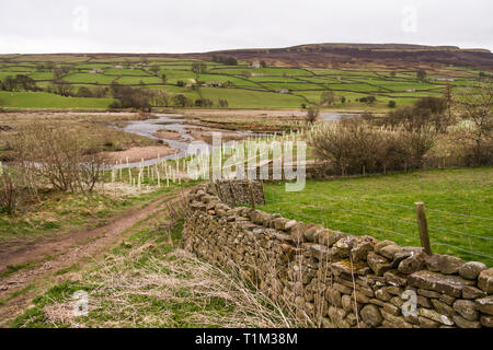 Vista la piantumazione di alberi regime in Reeth,North Yorkshire Foto Stock