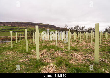 Vista la piantumazione di alberi regime in Reeth,North Yorkshire, Inghilterra, Regno Unito Foto Stock