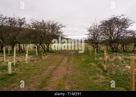 Vista la piantumazione di alberi regime in Reeth,North Yorkshire Foto Stock