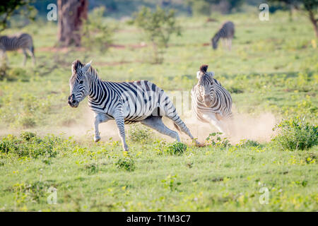 Due zebre che si rincorrono in Welgevonden Game Reserve, Sud Africa. Foto Stock