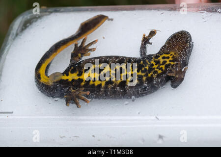 Grande femmina tritoni (Triturus cristatus) posizionati da un ecologo concessa in licenza per mostrare il colorato lato inferiore o pattern di pancia Foto Stock