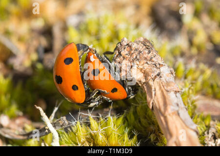 Coppia di sette punti di coccinelle o ladybugs (Coccinella septempunctata) coniugata, REGNO UNITO Foto Stock