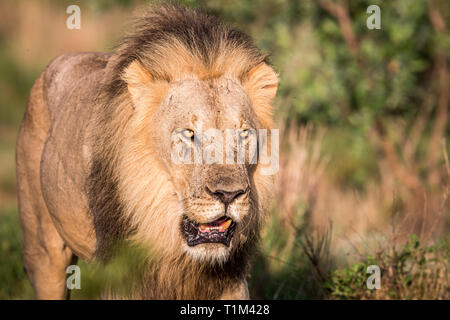 Grande Leone maschio a camminare verso la telecamera in Welgevonden Game Reserve, Sud Africa. Foto Stock