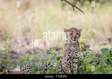 Giovani Cheetah cub seduto in erba nel Welgevonden Game Reserve, Sud Africa. Foto Stock