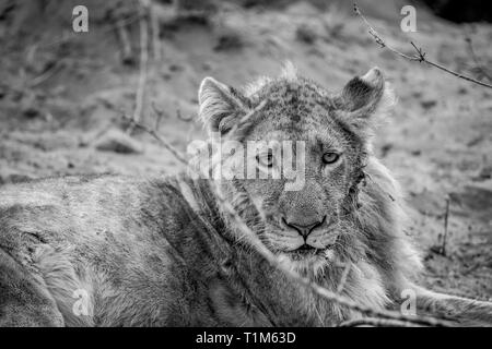 Close up di un giovane leone maschio in bianco e nero nel Parco Nazionale di Kruger, Sud Africa. Foto Stock