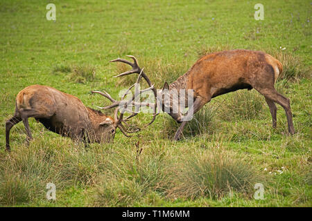 Cervi, Cervus elaphus, lotta durante il rut. Cervi selvatici in una lotta. La rivalità tra i bucks selvatici nella stagione opacizzante. La fauna selvatica scenario di azione. Foto Stock
