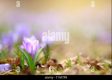 Crocus fiori in primavera Foto Stock