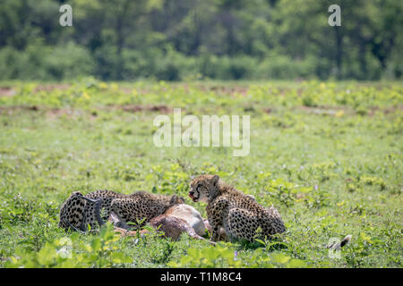 Ghepardi alimentazione su un maschio Impala uccidere in Welgevonden Game Reserve, Sud Africa. Foto Stock