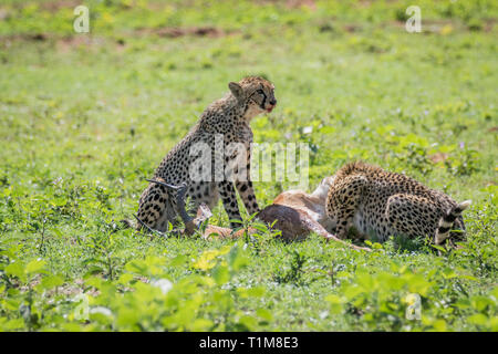 Ghepardi alimentazione su un maschio Impala uccidere in Welgevonden Game Reserve, Sud Africa. Foto Stock