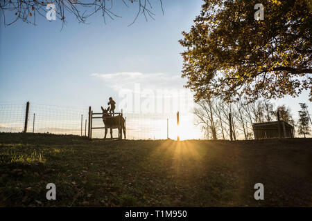 Ragazza in piedi su capra su fattoria rurale al tramonto Foto Stock