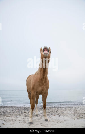 Brown horse neighing sulla spiaggia Foto Stock