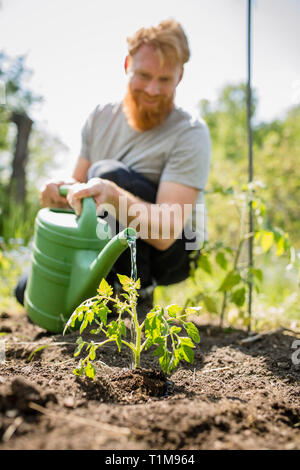 Uomo con pianta di decapaggio per barba in giardino di verdure soleggiate Foto Stock