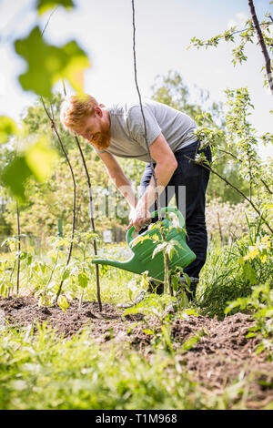 Uomo con piante da barba in giardino di verdure soleggiate Foto Stock