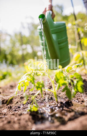 Uomo alberello di irrigazione delle piante nel soleggiato giardino vegetale Foto Stock