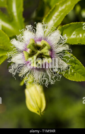 Close up vibrante verde e bianco fiore tropicale aperto Foto Stock