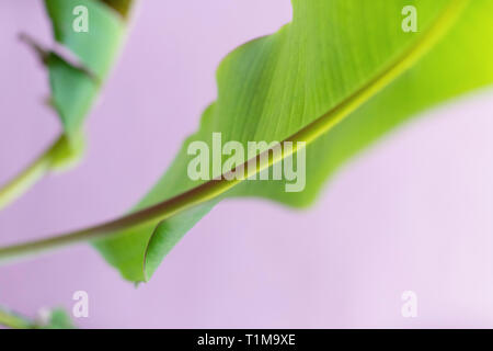 Close up vibrante foglia verde e stelo Foto Stock