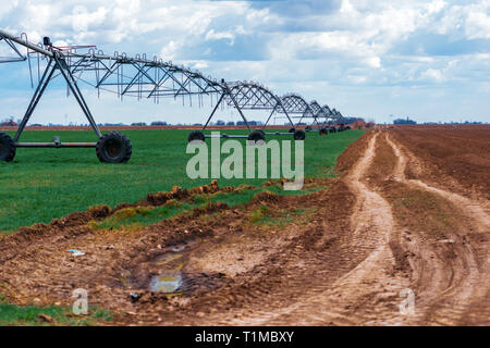 Perno centrale di un sistema di irrigazione in coltivato il grano raccolto campo agricolo Foto Stock