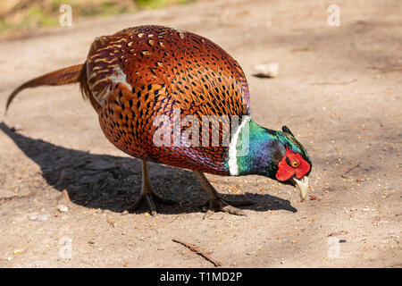 Ritratto a figura intera di un maschio di fagiano comune (Phasianus colchicus) in cerca di cibo con la sua lunga coda il fanalino di coda Foto Stock