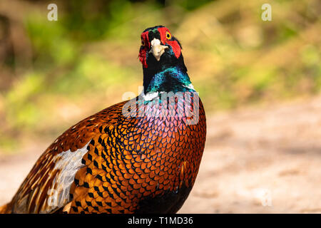 Bizzarra close-up verticale della testa e del collo di un maschio di fagiano comune (Phasianus colchicus) che mostra il suo piumaggio colorato Foto Stock