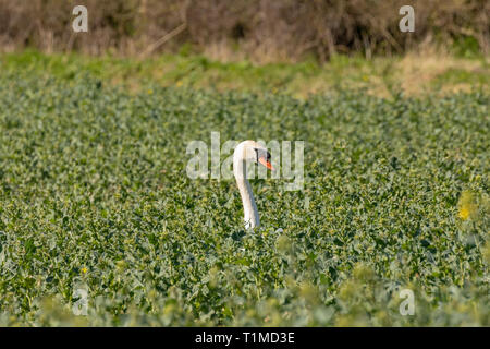 Cigno, (Cygnus olor), Regno Unito - Cigno, (Cygnus olor), Regno Unito - Ritratto di lone adulto swan da soli in un campo verde con solo la testa e il collo visibile Foto Stock