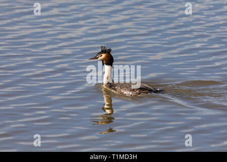 Ritratto laterale di un svasso maggiore (Podiceps cristatus) nuotare in un lago con acque torbide circondante Foto Stock