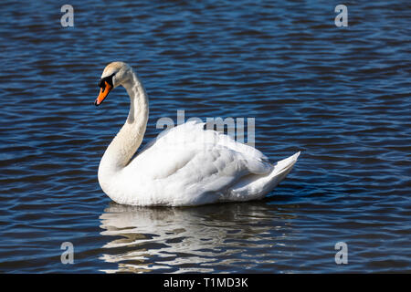 Cigno, (Cygnus olor), Regno Unito - Ritratto di lone adulto swan nuotare in un lago con fondo di acqua e terra non visibile Foto Stock