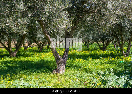 Oxalis pes-caprae, Wild Bermuda buttercup fiori in un oliveto, Olea europaea, bagnato dal sole Foto Stock