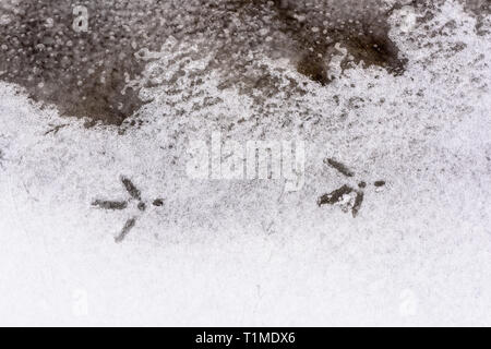 Footprint di uccello sul bianco della neve. Stork traccia nella neve Foto Stock