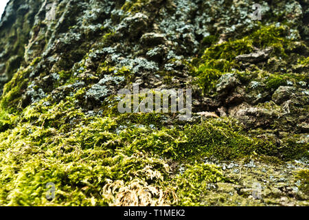 Close up di muschio sulle radici di un albero Foto Stock