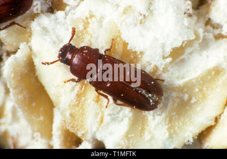 Rosso ruggine farina beetle (Tribolium castaneum) storage pest sul cereale detriti Foto Stock