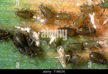 Bird cherry oat (afide Rhopalosiphum padi) infestazione su una foglia di frumento con orzo yellow dwarf virus sintomi Foto Stock