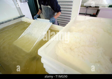 Un lavoratore lavaggi raccolti di fresco sale da una delle saline utilizzato per raccogliere l'acqua di mare presso la Anglesey Sea Salt Company a Brynsiencyn. L'acqua contiene normalmente tre per cento sale ma una volta che è distillato e riscaldata questo sorge a circa 15 per cento. La pala di lavoratori di depositi di sale nei vassoi prima di lavaggio e di asciugatura. È dalle acque dell'Oceano Atlantico che circonda l'isola che la Anglesey Sea Salt Company scarichi acqua di mare per rendere il suo organico sale marino prodotti. Foto Stock