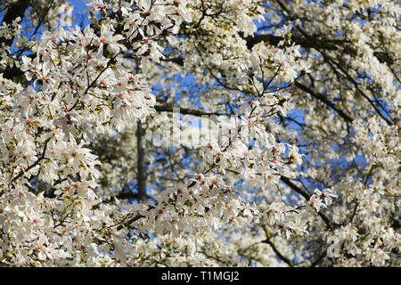 White albero di magnolia in pieno fiore nel sole di primavera. Prese a Cardiff, nel Galles del Sud, Regno Unito Foto Stock