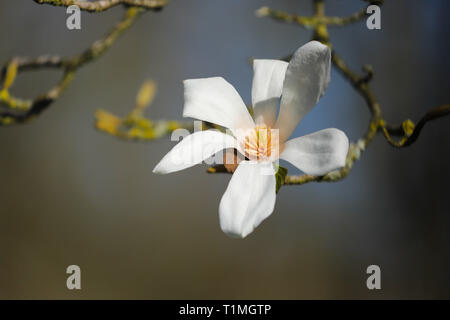 White albero di magnolia in pieno fiore nel sole di primavera. Prese a Cardiff, nel Galles del Sud, Regno Unito Foto Stock