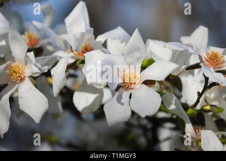 White albero di magnolia in pieno fiore nel sole di primavera. Prese a Cardiff, nel Galles del Sud, Regno Unito Foto Stock