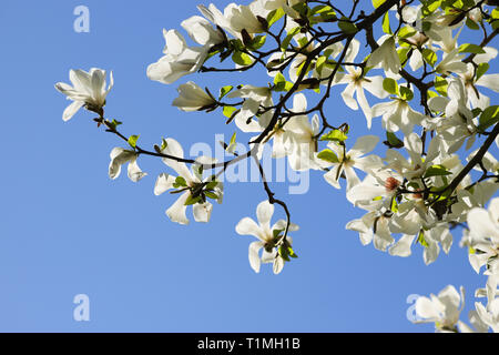 White albero di magnolia in pieno fiore nel sole di primavera. Prese a Cardiff, nel Galles del Sud, Regno Unito Foto Stock