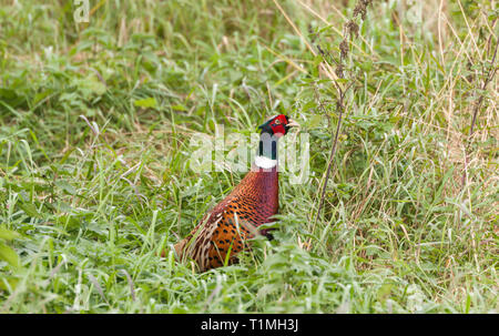 Comune di fagiano maschio (Phasianus colchicus) nasconde nella prateria lungo. Inghilterra, Regno Unito Foto Stock