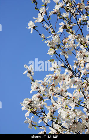 White albero di magnolia in pieno fiore nel sole di primavera. Prese a Cardiff, nel Galles del Sud, Regno Unito Foto Stock