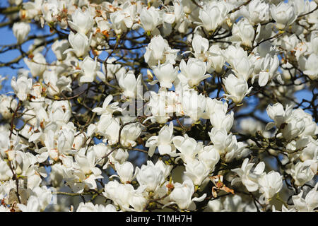 White albero di magnolia in pieno fiore nel sole di primavera. Prese a Cardiff, nel Galles del Sud, Regno Unito Foto Stock