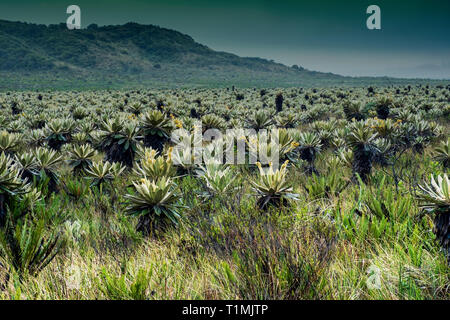 Alta montagna paramo in Purace Nazionale Parco Naturale, Cauca, Colombia Foto Stock