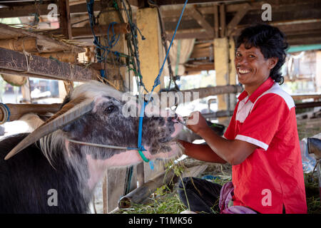 Un giovane uomo Torajan cercando dopo un premio, rare albino, blue-eyed buffalo in un bufalo Torajan mercato, Sulawesi, Indonesia Foto Stock