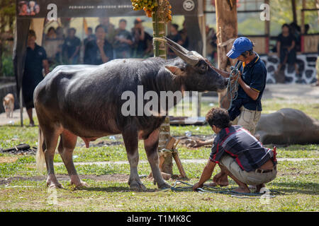 Un sacrificio di buffalo ad una cerimonia funebre in Tana Toraja, Sulawesi, Indonesia Foto Stock