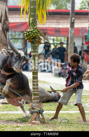 Un sacrificio di buffalo ad una cerimonia funebre in Tana Toraja, Sulawesi, Indonesia Foto Stock