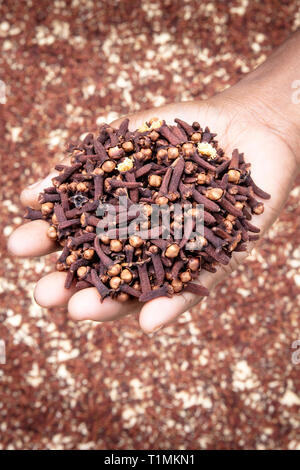 Appena raccolto e in modo sostenibile originati essiccazione boccioli di chiodi di garofano in un villaggio in Indonesia Foto Stock