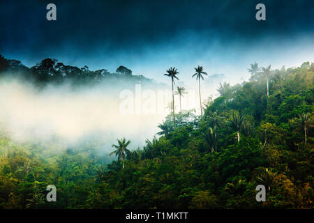 Quindi la cera palme (Ceroxylon quindiuense), Colombia Nazionale dell'albero nella valle Cocora, provincia di Quindio, Colombia Foto Stock