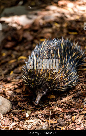 Echidnas, talvolta noto come formichieri spinosa, appartengono alla famiglia Tachyglossidae nel monotreme ordine di deposizione delle uova mammiferi. Foto Stock