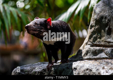 Un diavolo della Tasmania cammina di fretta attraverso il suo ambiente. Questa creatura peloso è un nativo minacciate di animali Australiani. Foto Stock