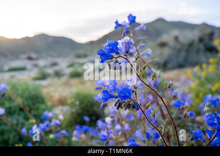 Canterbury Bells fiori selvatici (Phacelia campanularia) a Joshua Tree National Park durante superbloom californiano Foto Stock